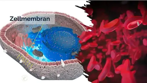 Jede unserer knapp 35 Billionen Zellen hat eine Zellwand, diese nennt man Zellmembran.